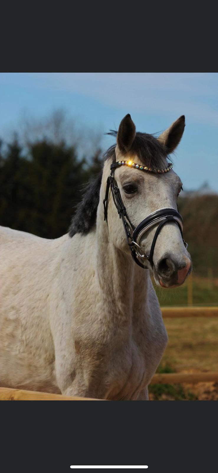 Dansk Varmblod Chaccolino N.G.M. billede 13