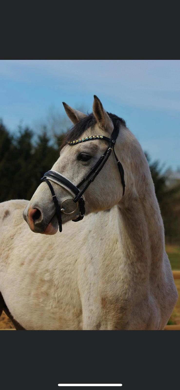 Dansk Varmblod Chaccolino N.G.M. billede 20