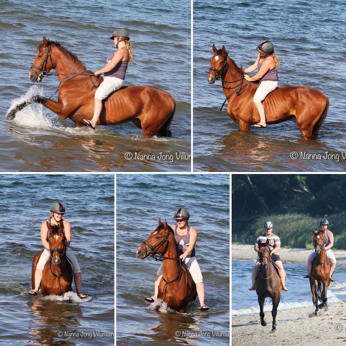 Dansk Varmblod Crystal Diamond billede 16