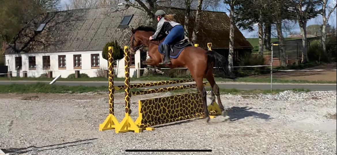 Dansk Varmblod Crystal Diamond billede 17