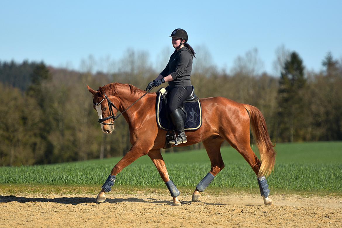 Dansk Varmblod Fürsten-star billede 3