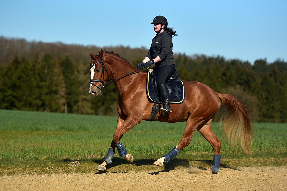 Dansk Varmblod Fürsten-star billede 4