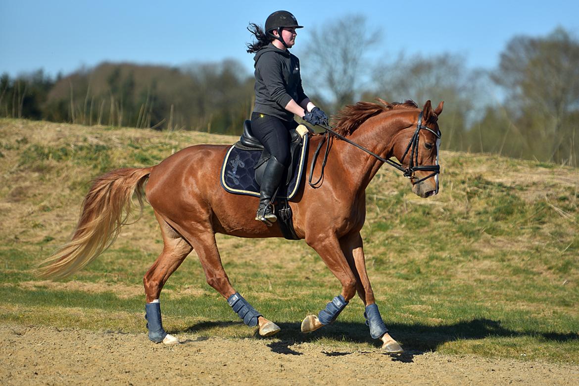 Dansk Varmblod Fürsten-star billede 12