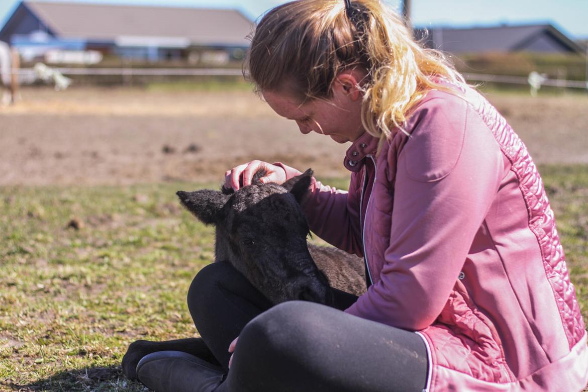 Islænder Litli Litfari fra Bach - Ligger lige og får en lur i mit skød, nyfødt billede 4