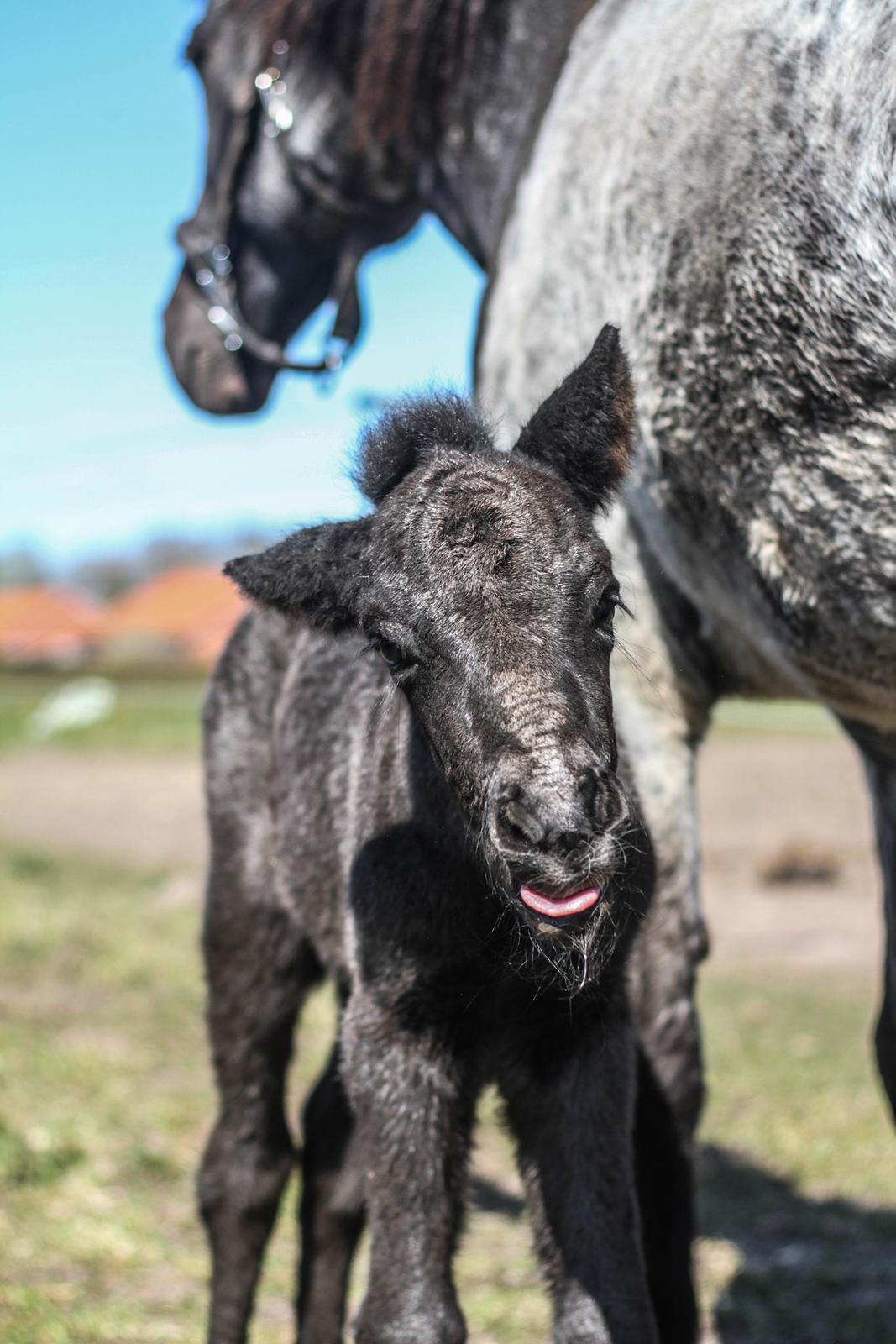 Islænder Litli Litfari fra Bach - Det er altså hårdt lige at være blevet født! billede 5