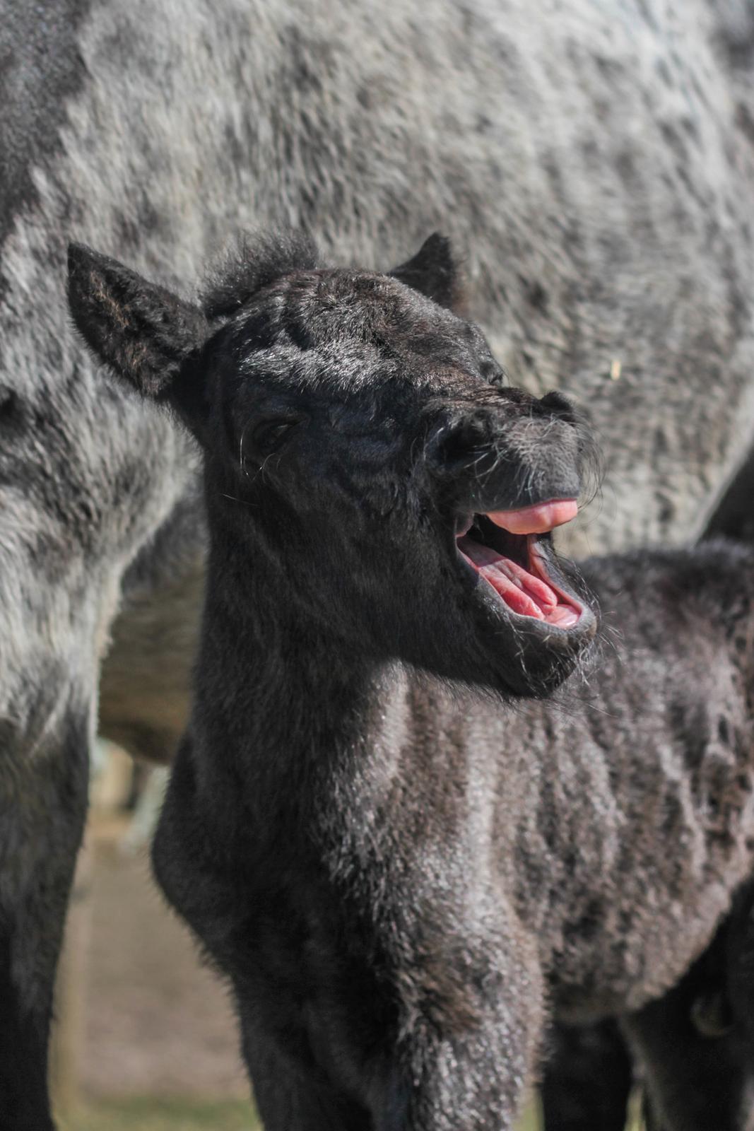 Islænder Litli Litfari fra Bach - Mr. Tandløs, nyfødt billede 6