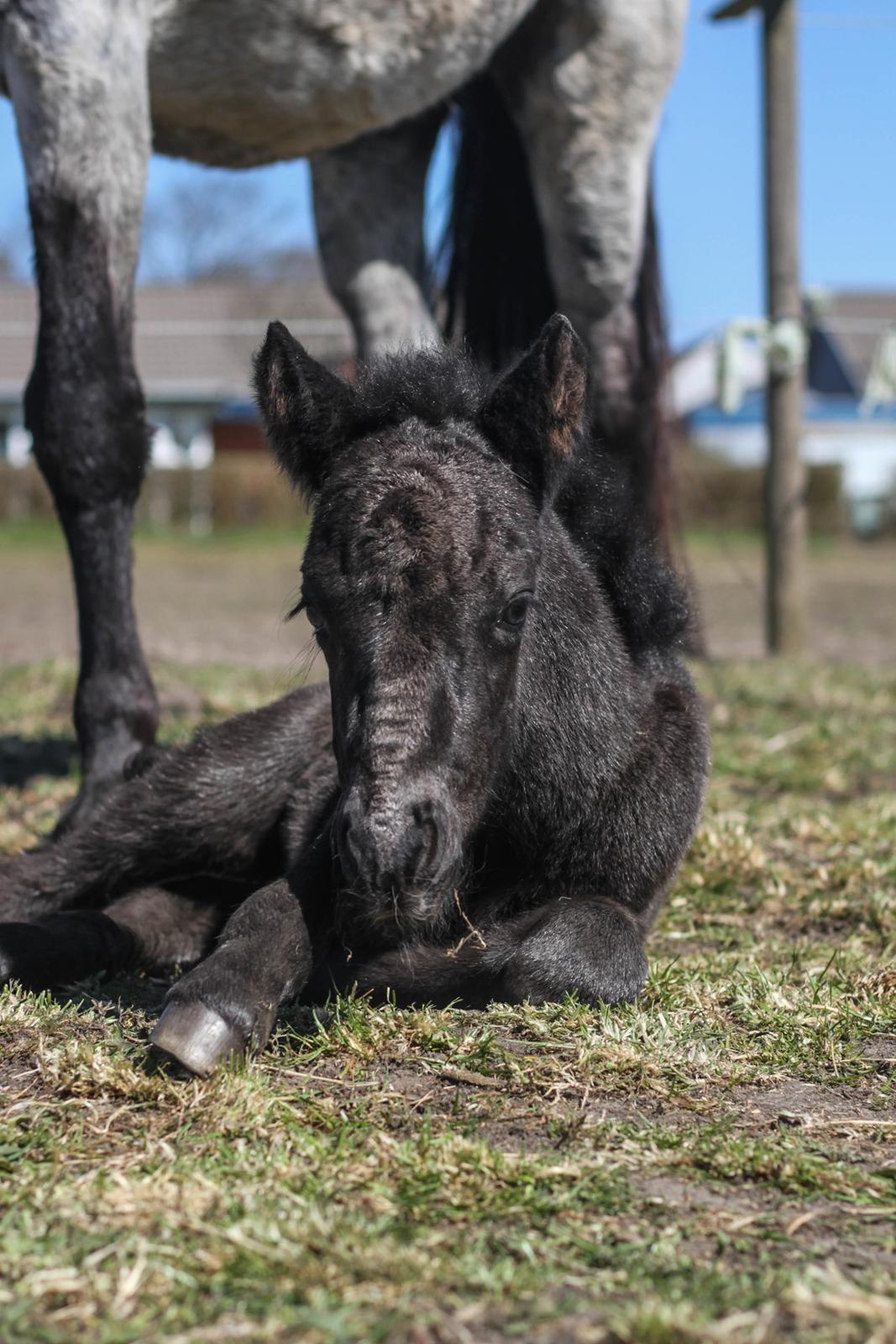 Islænder Litli Litfari fra Bach - Nyfødt billede 7