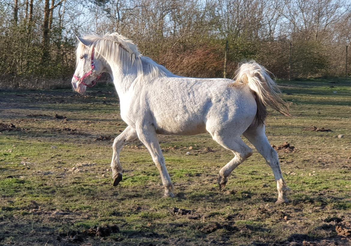 Knabstrupper Donna SOLGT billede 2