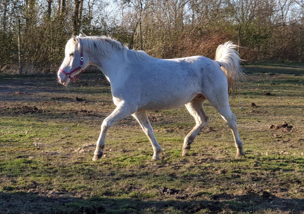 Knabstrupper Donna SOLGT billede 4