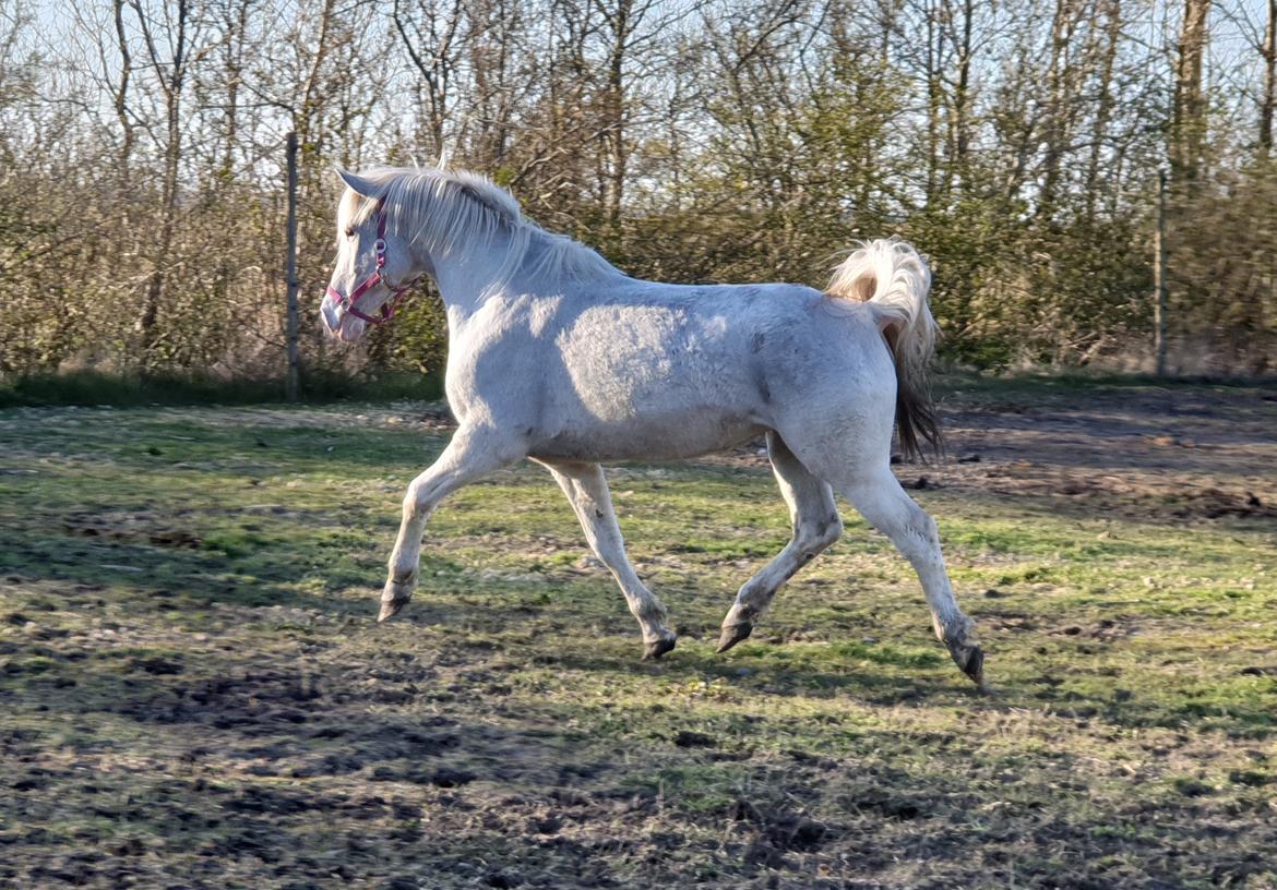 Knabstrupper Donna SOLGT billede 5