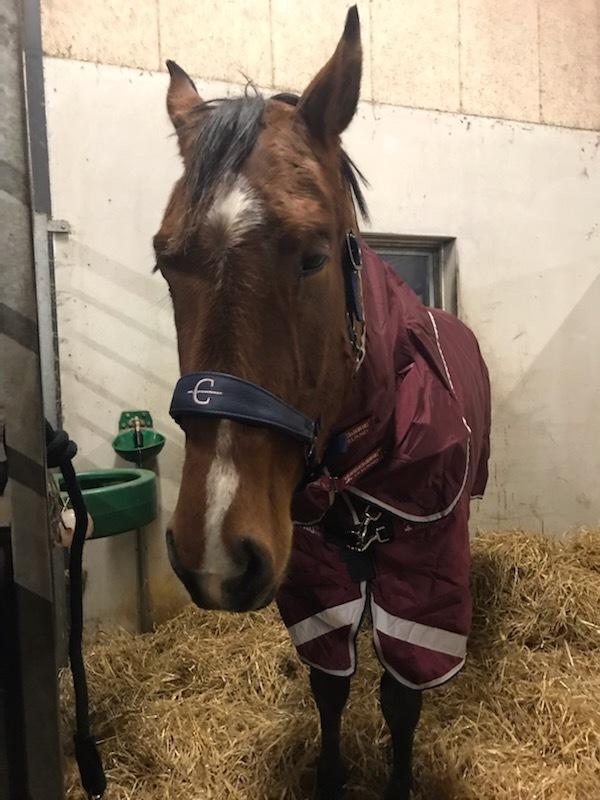 Dansk Varmblod Floustrups Zelina - fra d 2 december 2019 hvor vi fik hende billede 12