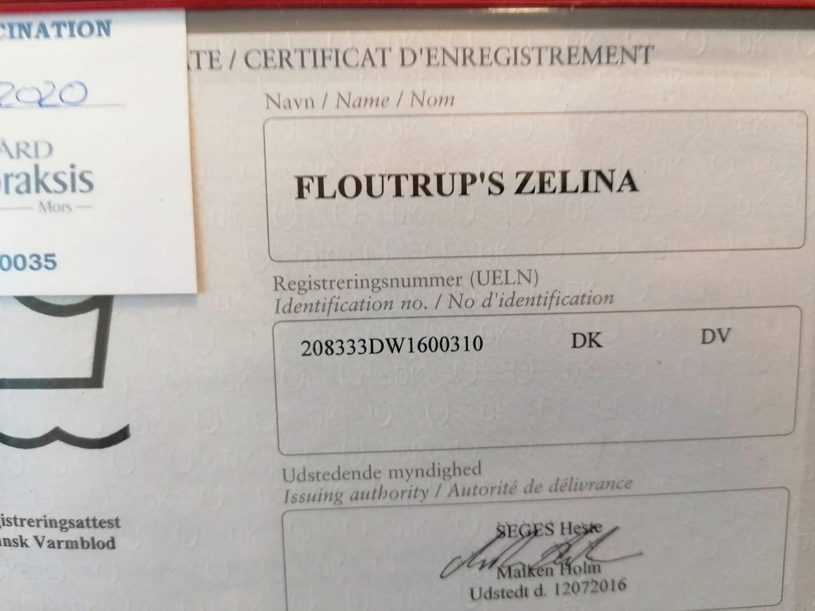Dansk Varmblod Floustrups Zelina billede 13