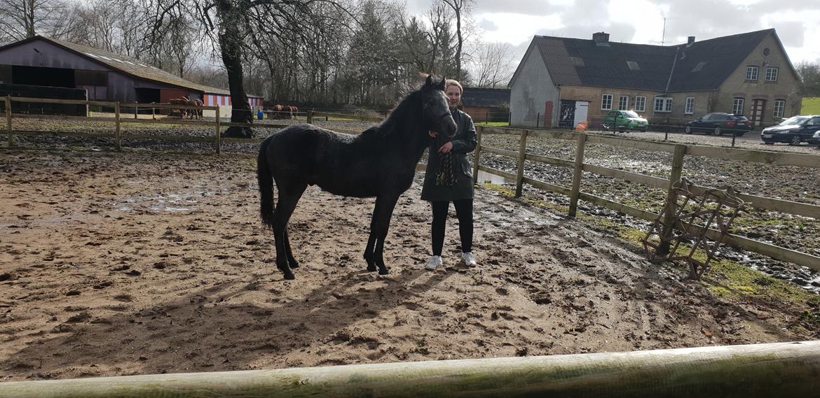 Connemara Ålskovs Wizzard billede 17