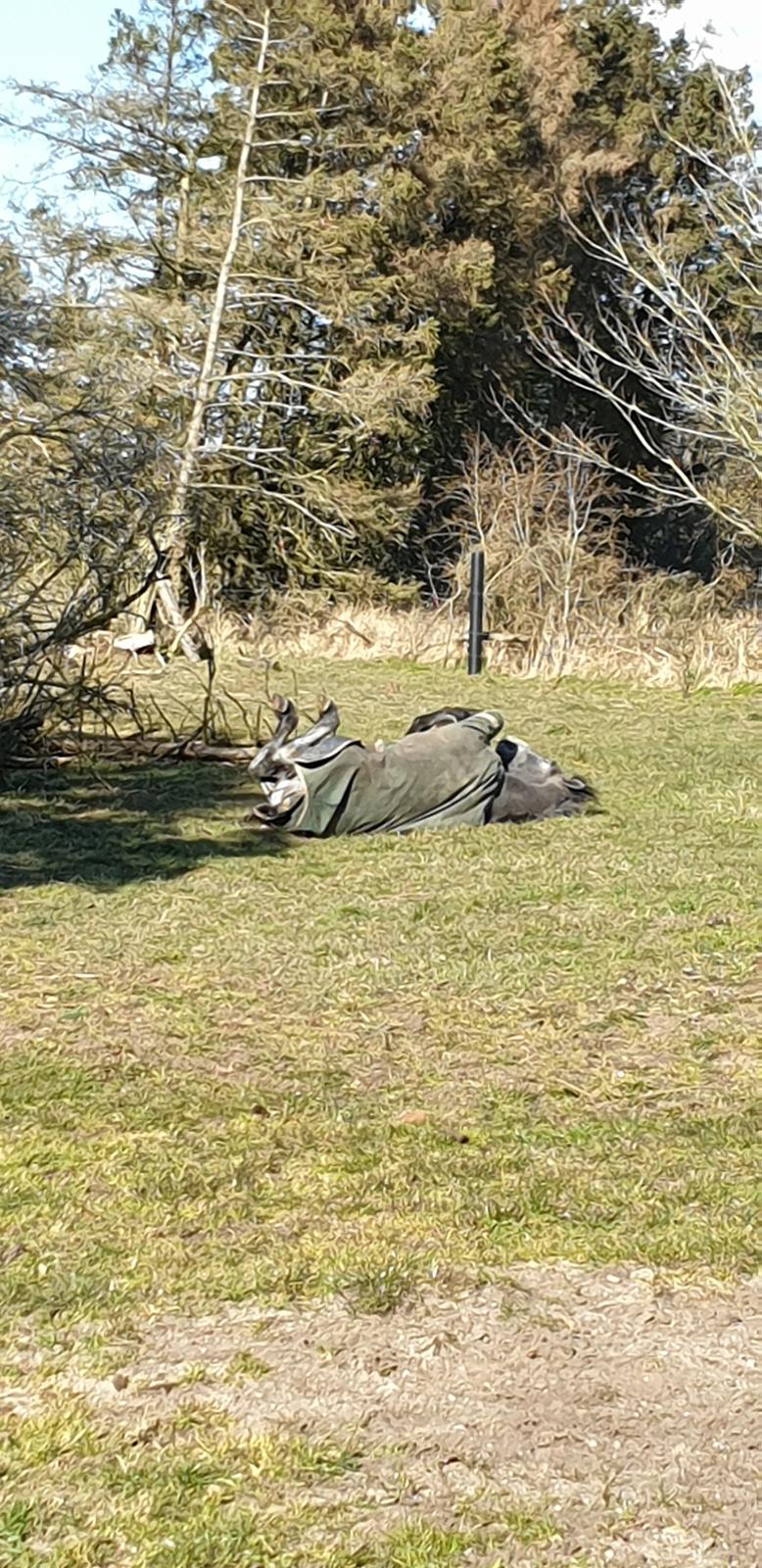 Connemara Ålskovs Wizzard billede 18