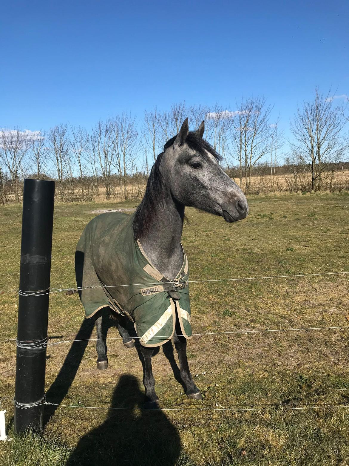 Connemara Ålskovs Wizzard billede 19