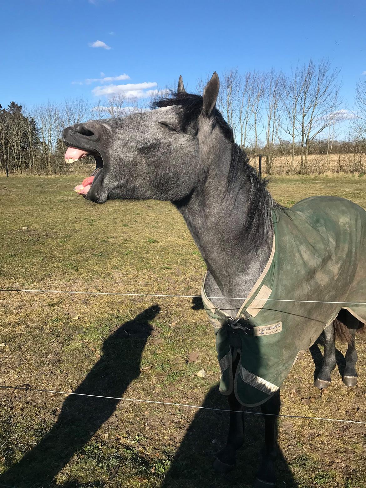 Connemara Ålskovs Wizzard billede 20