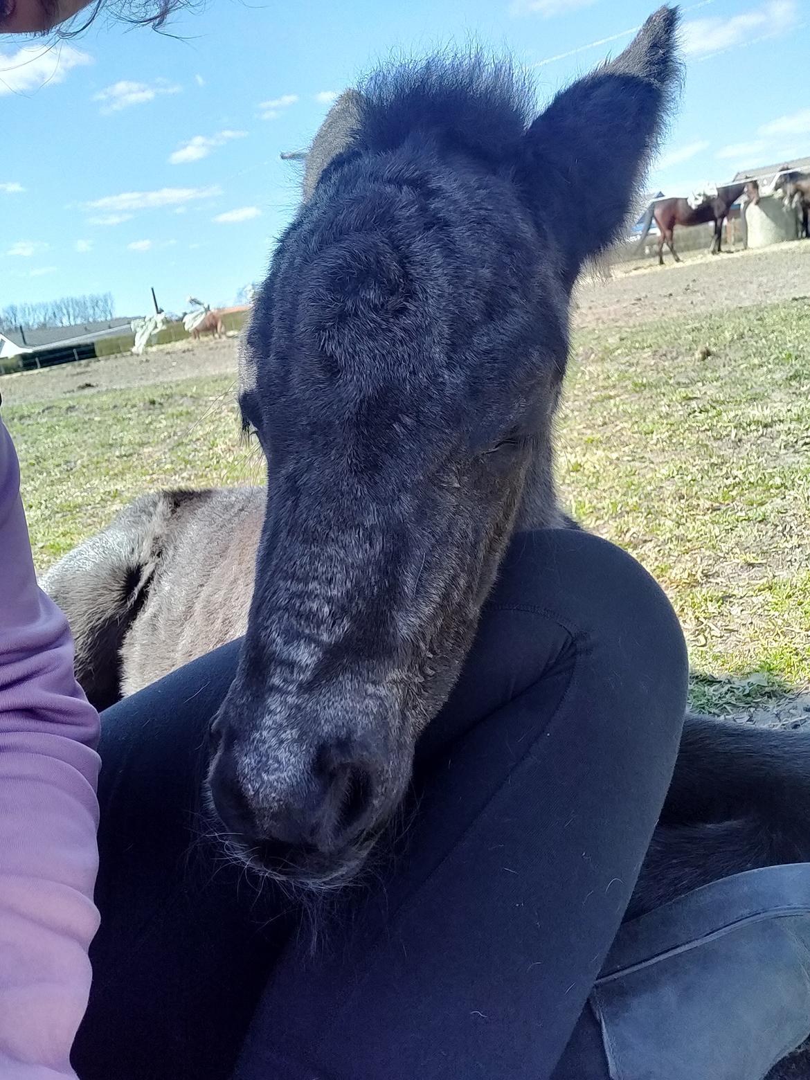 Islænder Litli Litfari fra Bach - Sølv på næsen, nyfødt <3 billede 10