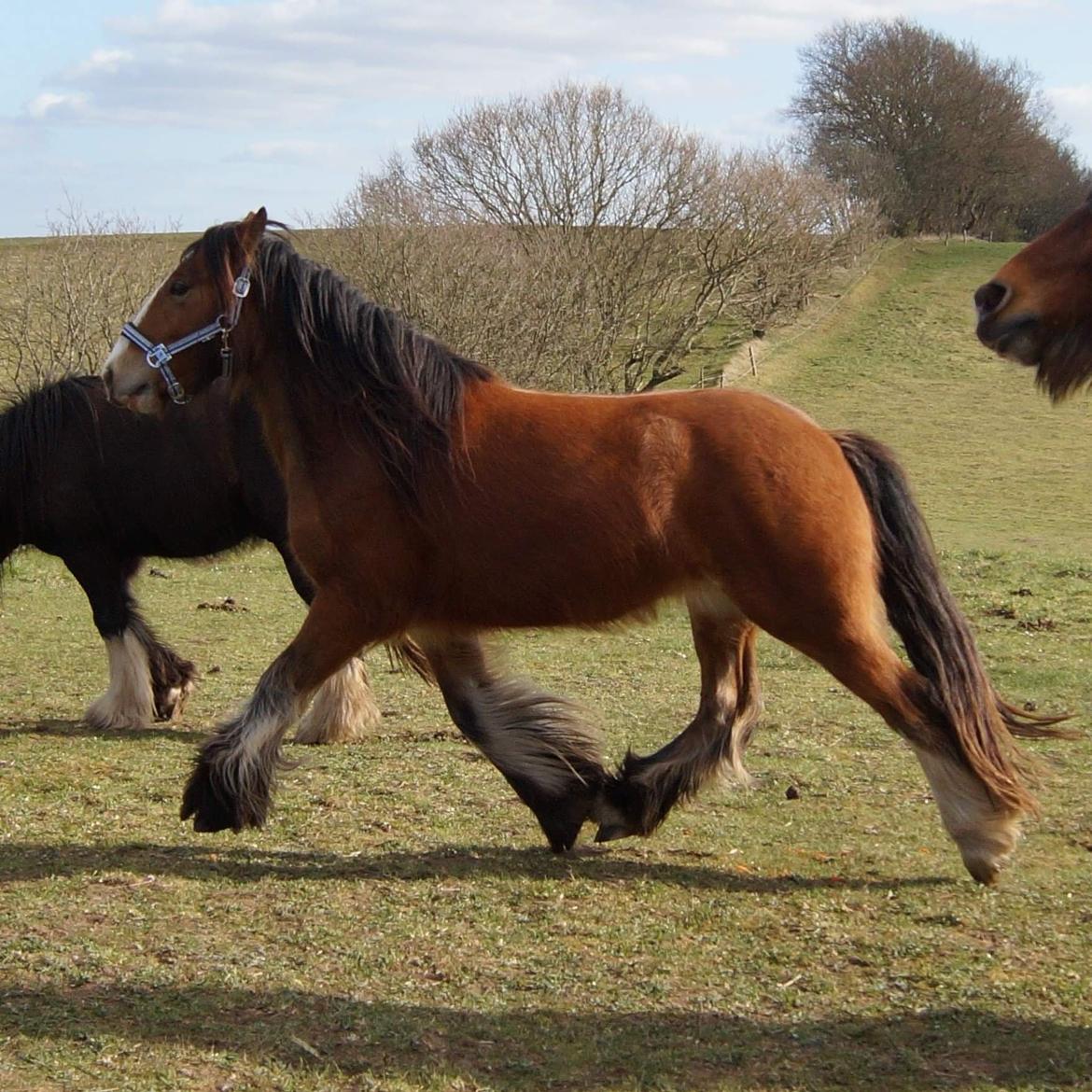 Irish Cob Lenders Winzent of Ireland billede 13