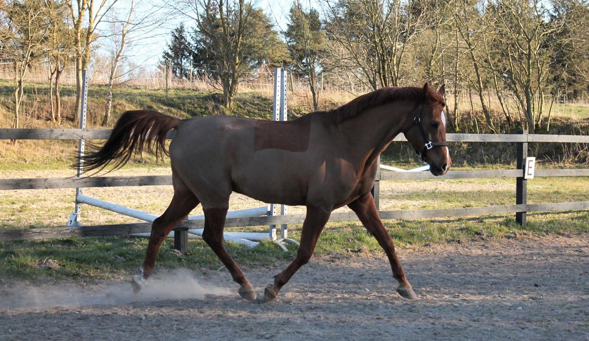 Arabisk fuldblod (OX) Walihf ox billede 2