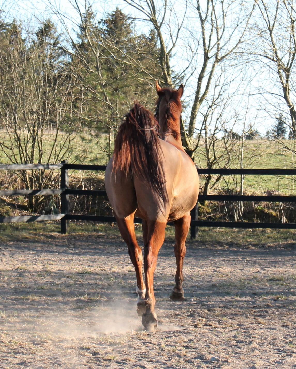 Arabisk fuldblod (OX) Walihf ox billede 15