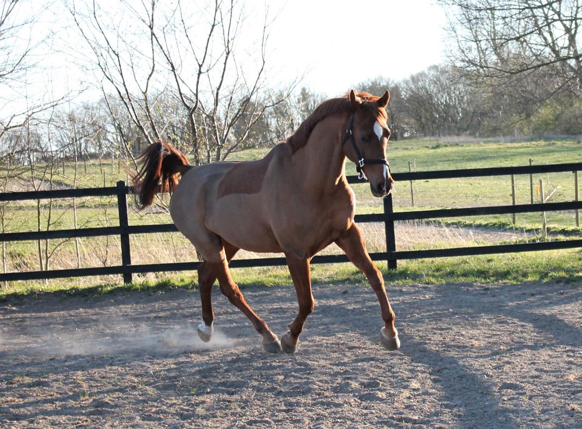 Arabisk fuldblod (OX) Walihf ox billede 5