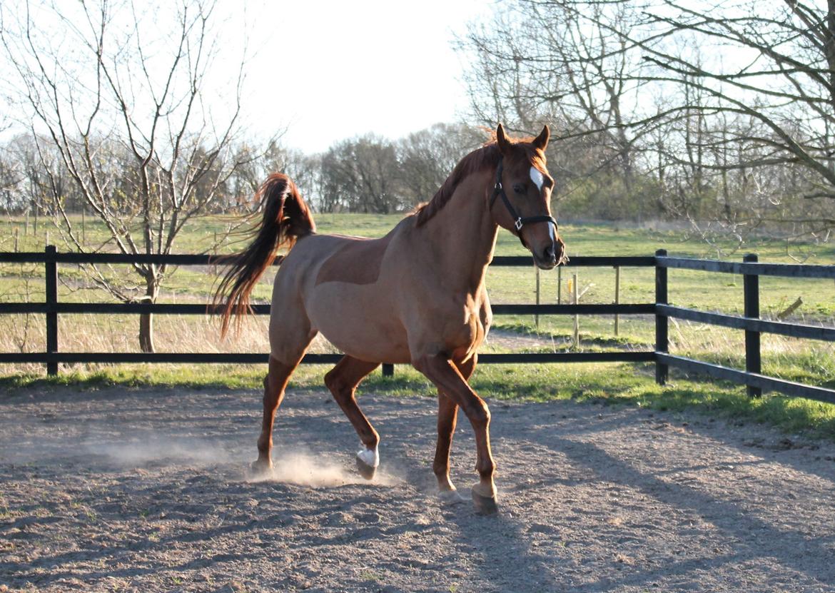 Arabisk fuldblod (OX) Walihf ox billede 7