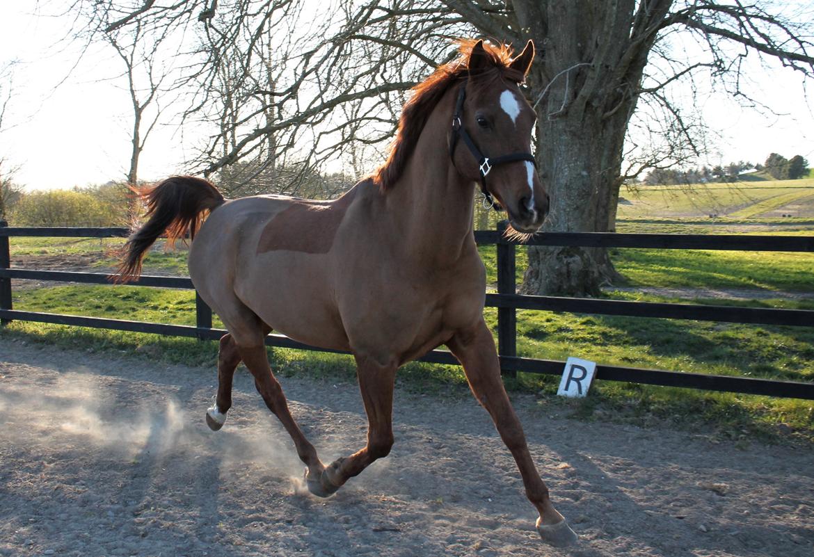 Arabisk fuldblod (OX) Walihf ox billede 8