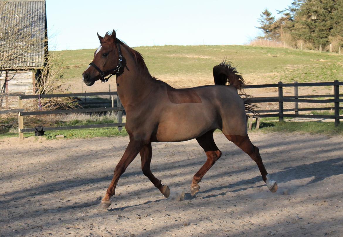 Arabisk fuldblod (OX) Walihf ox billede 10