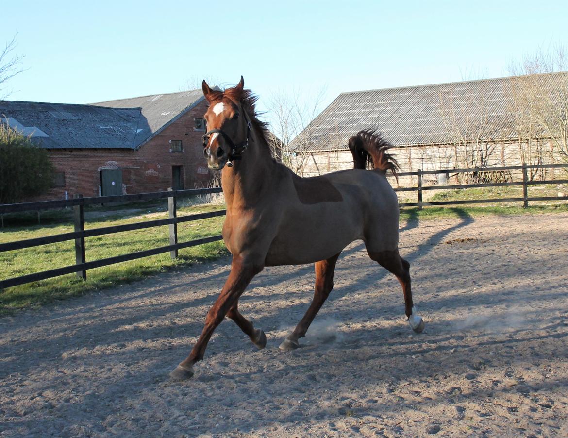 Arabisk fuldblod (OX) Walihf ox billede 11