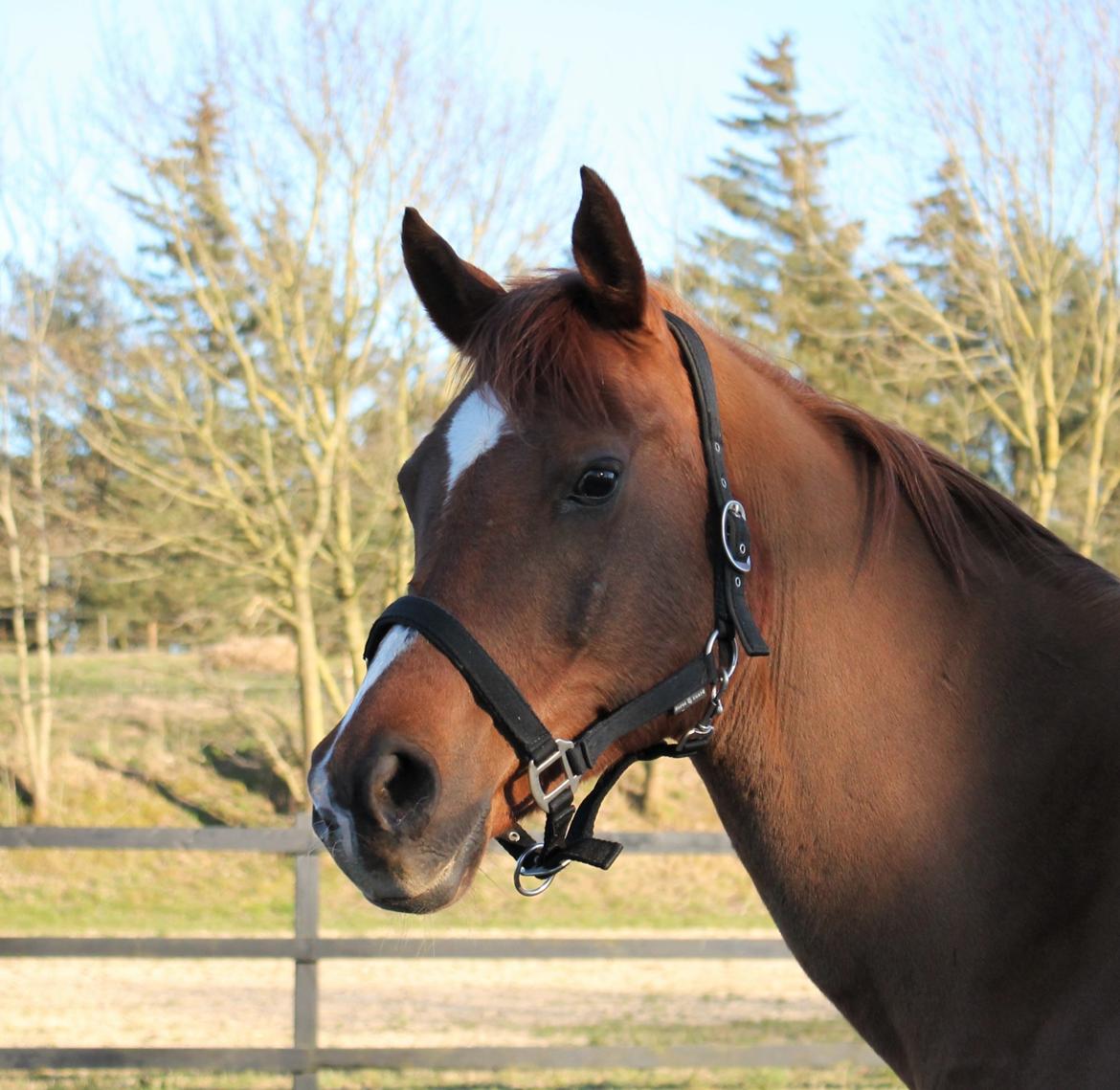 Arabisk fuldblod (OX) Walihf ox billede 12