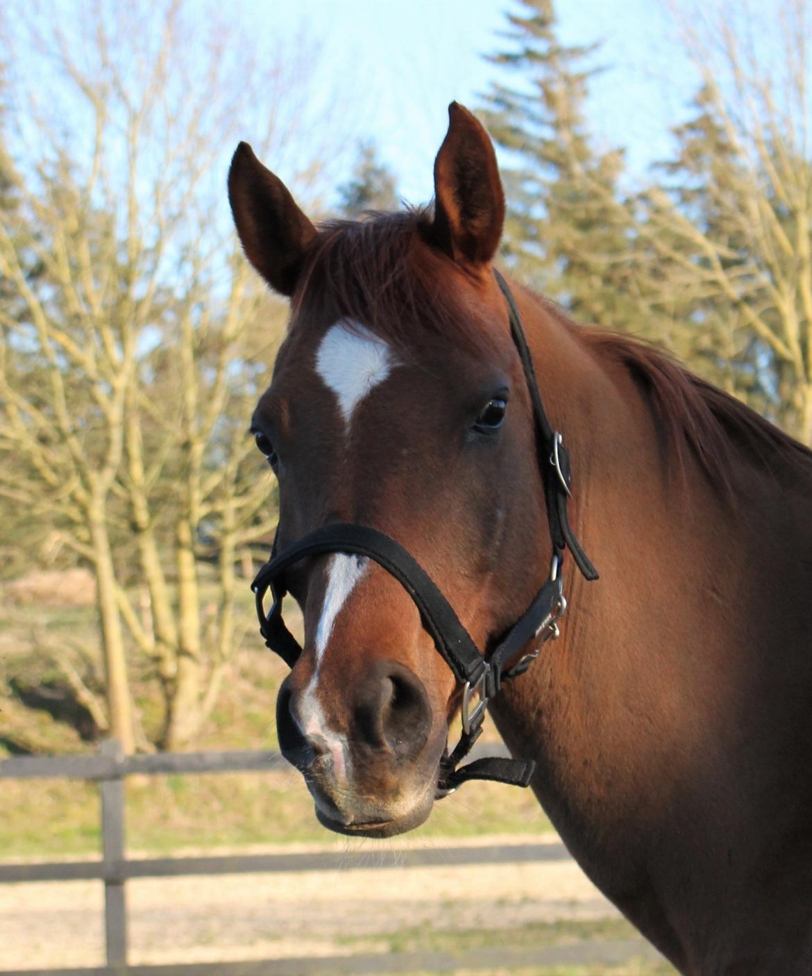 Arabisk fuldblod (OX) Walihf ox billede 1