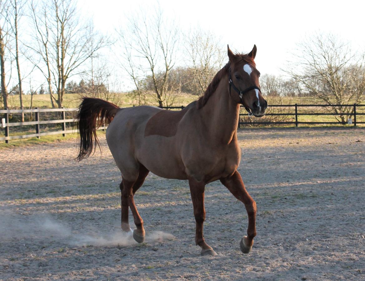 Arabisk fuldblod (OX) Walihf ox billede 4