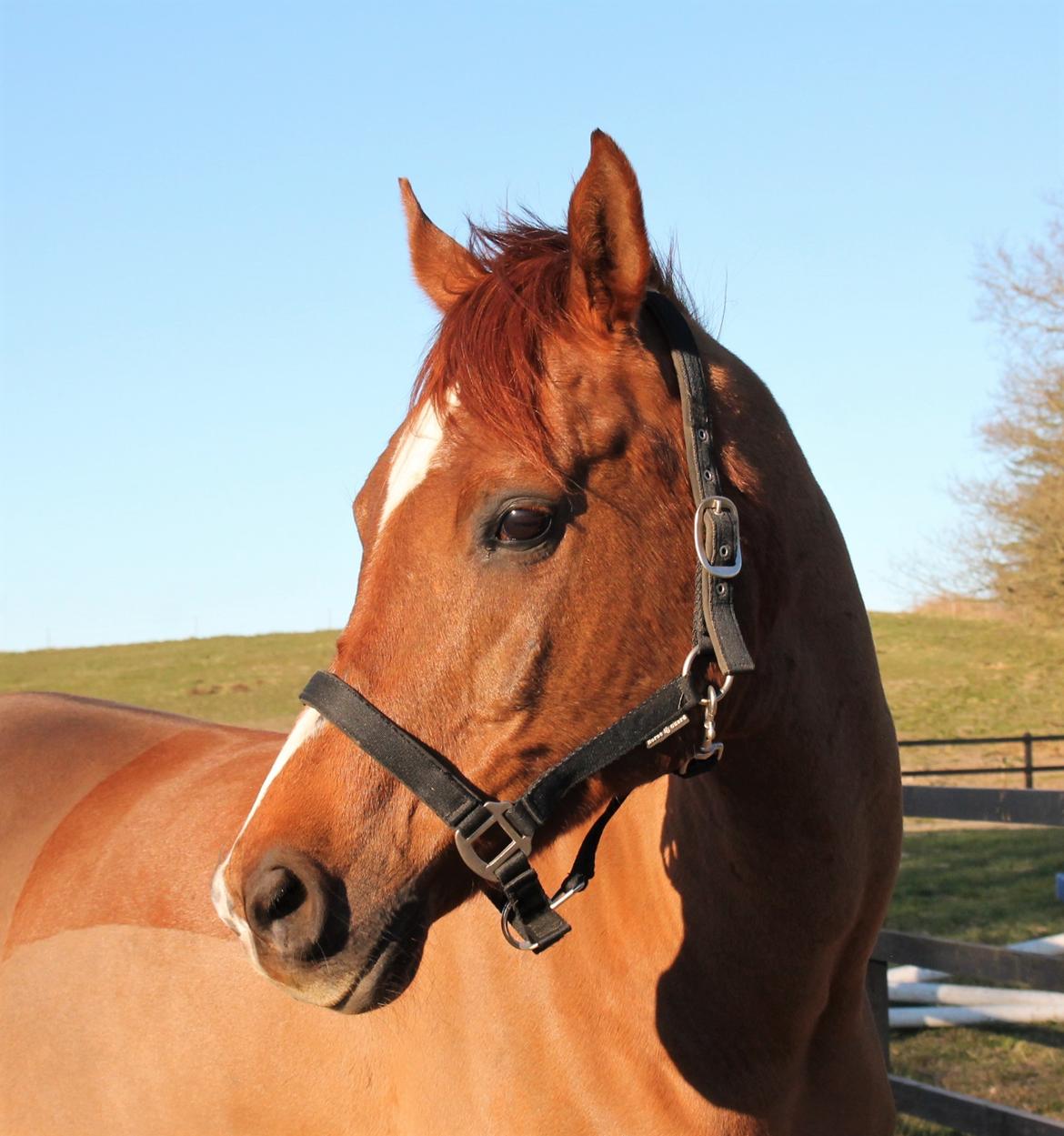 Arabisk fuldblod (OX) Walihf ox billede 9