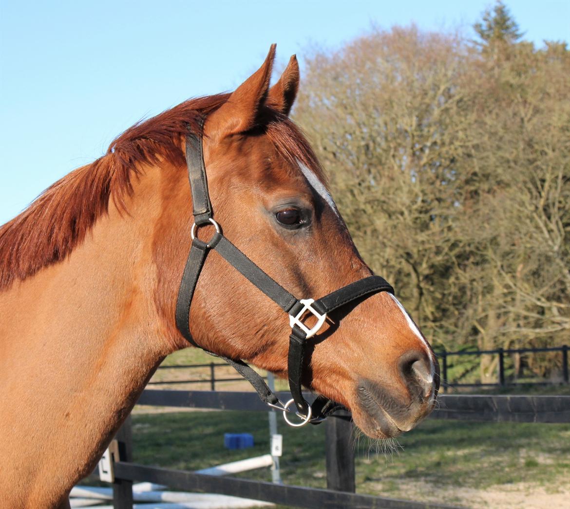 Arabisk fuldblod (OX) Walihf ox billede 3