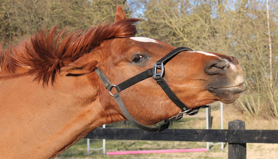 Arabisk fuldblod (OX) Walihf ox billede 13