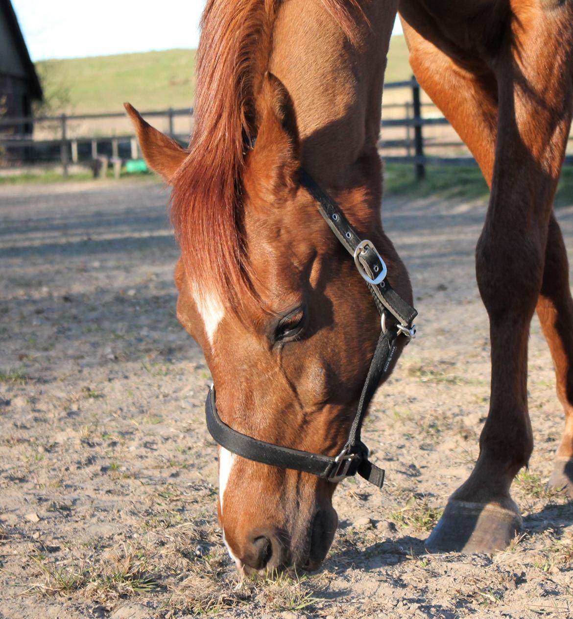 Arabisk fuldblod (OX) Walihf ox billede 14