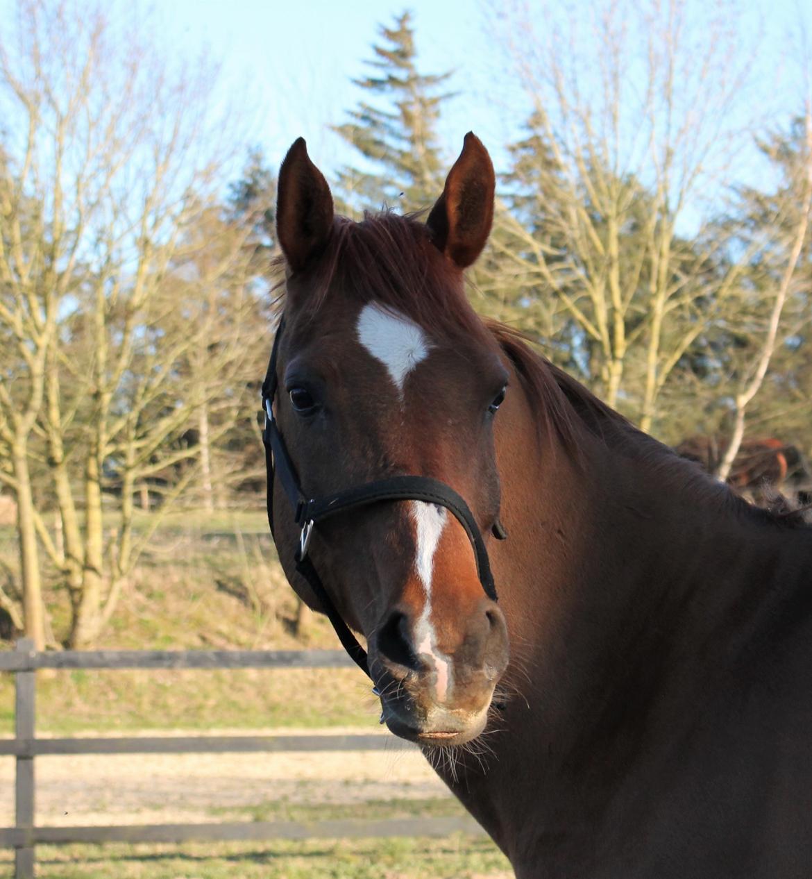 Arabisk fuldblod (OX) Walihf ox billede 6