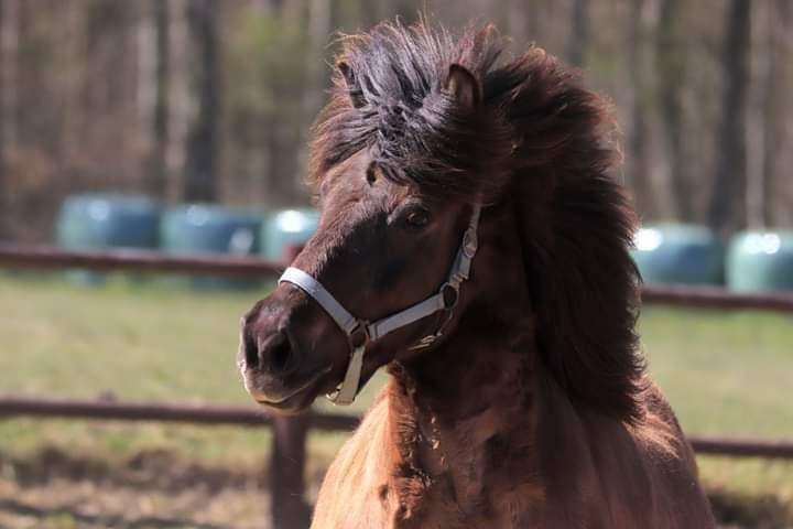 Islænder Skýja hnoðri bækbølling billede 9