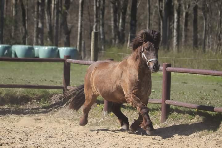 Islænder Skýja hnoðri bækbølling billede 10