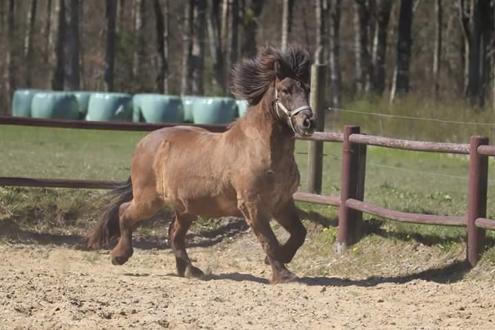 Islænder Skýja hnoðri bækbølling billede 11