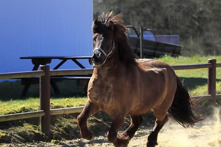 Islænder Skýja hnoðri bækbølling billede 12