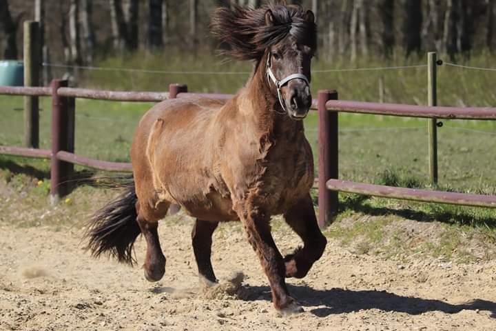 Islænder Skýja hnoðri bækbølling billede 13