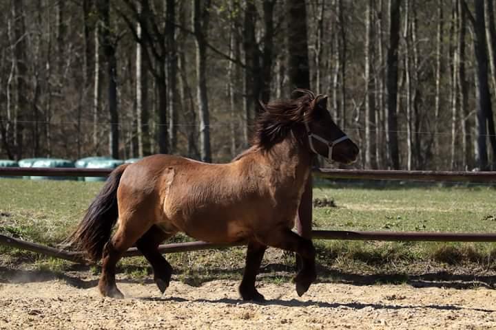 Islænder Skýja hnoðri bækbølling billede 14