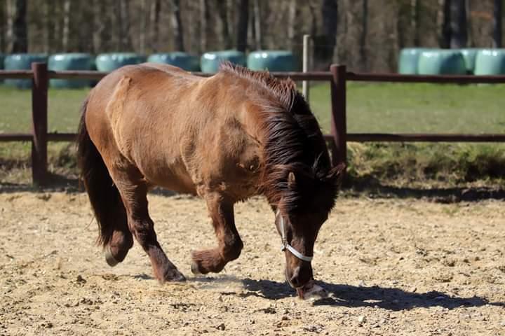 Islænder Skýja hnoðri bækbølling billede 15