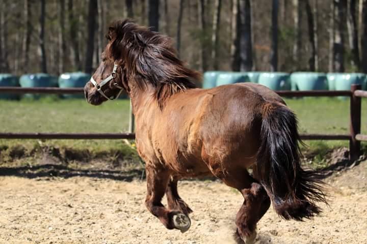 Islænder Skýja hnoðri bækbølling billede 16