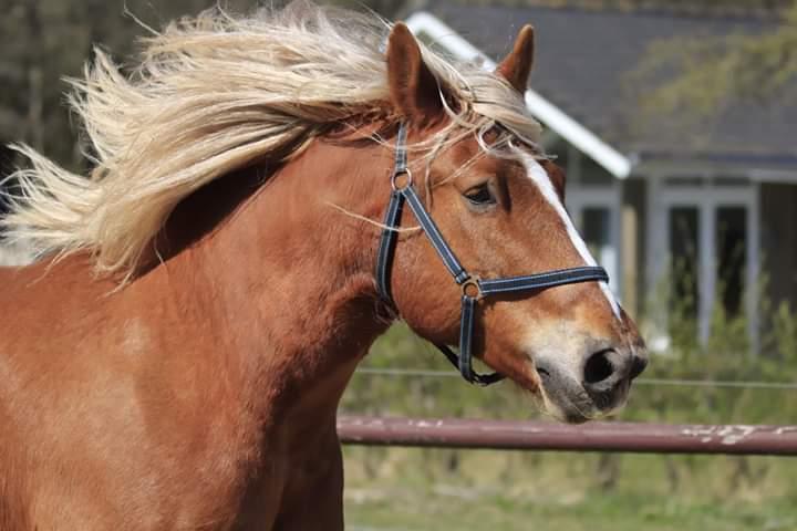 Schleswiger Hertug solgt  billede 8