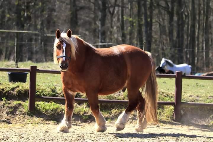 Schleswiger Hertug solgt  billede 9