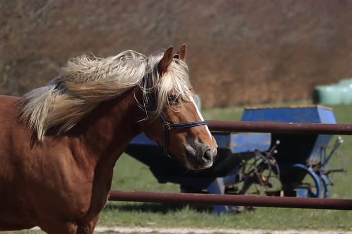 Schleswiger Hertug solgt  billede 10