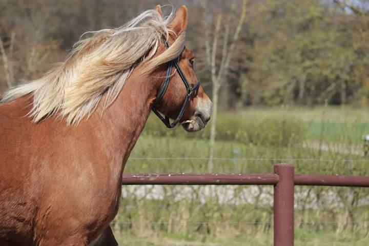 Schleswiger Hertug solgt  billede 11