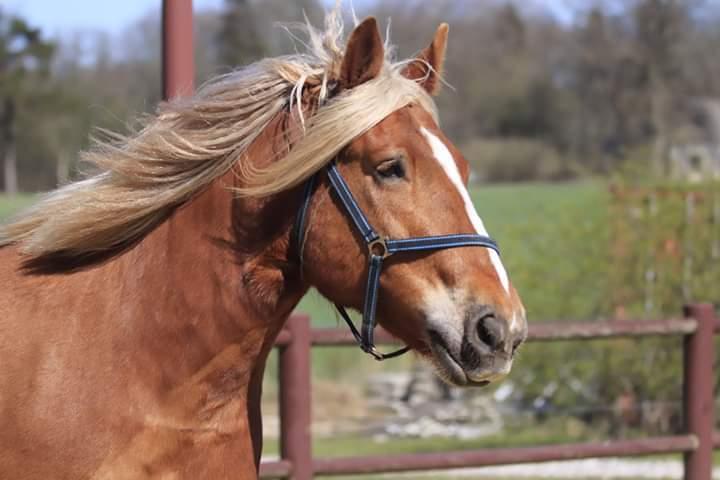 Schleswiger Hertug solgt  billede 12